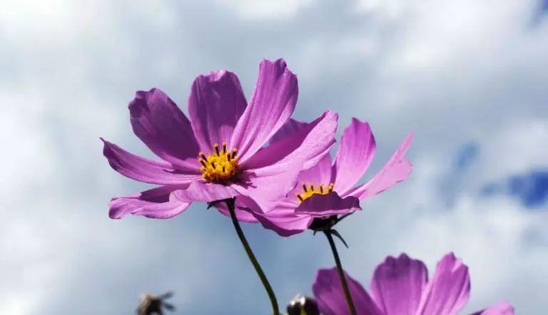 格桑花（探寻格桑花花语的深刻内涵）