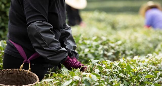 绿茶采摘时间与收获季节（了解绿茶采摘的季节规律）