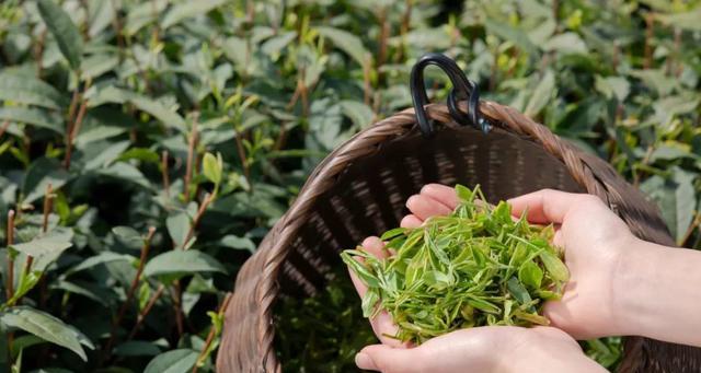 绿茶采摘时间与收获季节（了解绿茶采摘的季节规律）