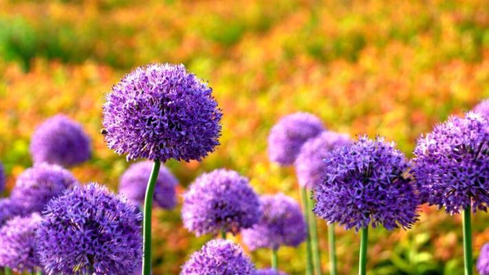 花开花落，花语传情（用花的花语表达内心真情）