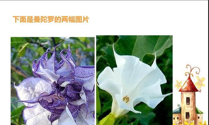 花开花落，花语传情（用花的花语表达内心真情）