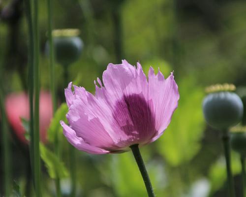 罂粟花（揭秘罂粟花的花语与象征意义）