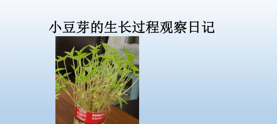 绿豆的生长周期及（揭秘绿豆生长背后的秘密）