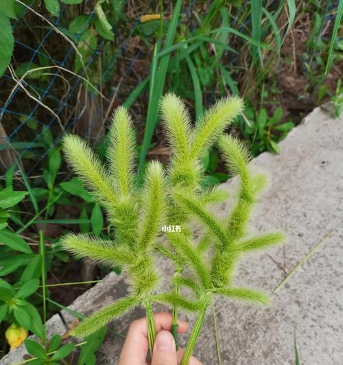 狗尾巴草的寓意与启示（狗尾巴草的象征意义及对人生的启示）