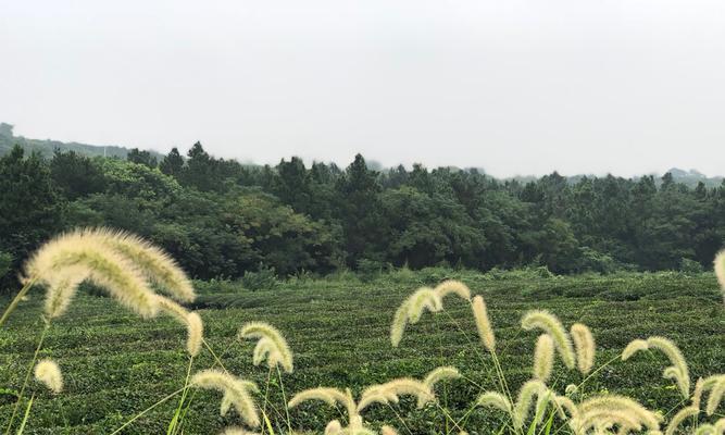 狗尾巴花的花语——幸福和忠诚的象征（探寻狗尾巴花的花语意义及文化底蕴）