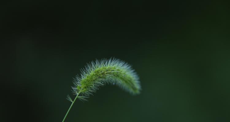 狗尾草花语（揭秘狗尾草的花语之谜）