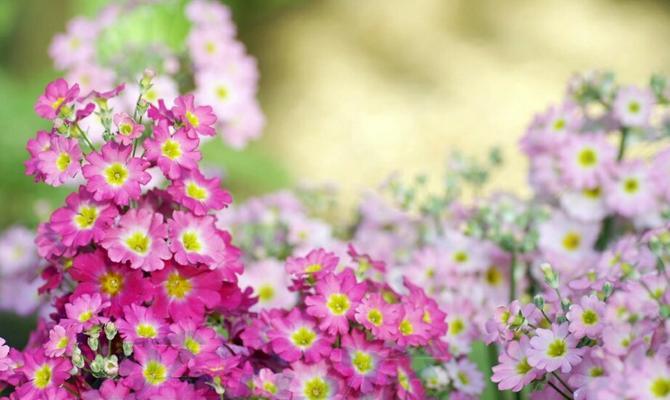 瓜叶菊花语的美丽寓意与传承（探寻瓜叶菊花语的深层内涵）