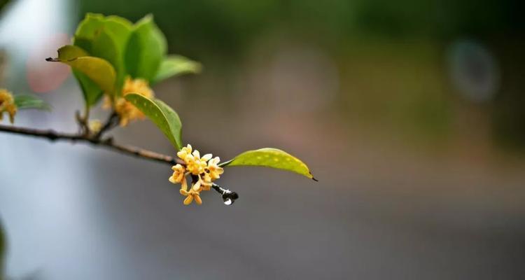 桂花的花语与寓意（传承千年的香气与美丽）