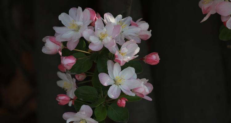 海棠花的象征意义（探寻海棠花背后的寓意与情感）