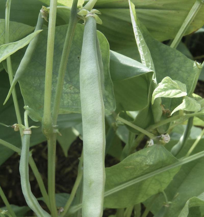 绿豆是什么植物（绿豆）