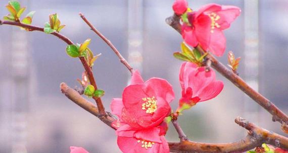 海棠花的花语与传说（以花语和传说为线索）