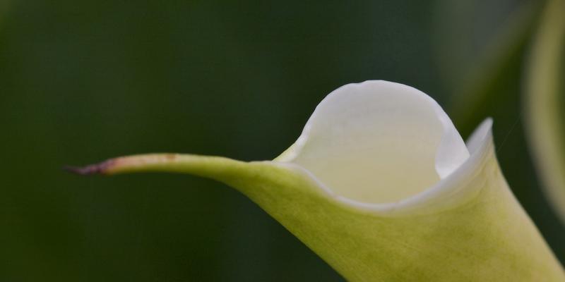 海芋的传说（探索海芋花语的起源与意义）