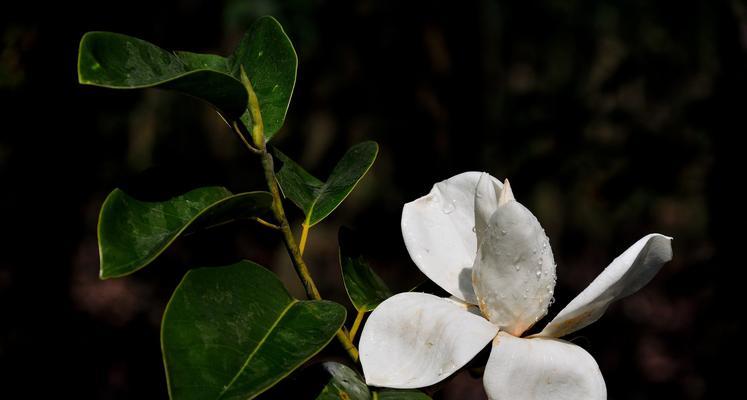 含笑花的传说——快乐的力量（用微笑点亮生活）