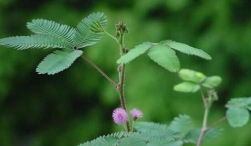 羞怯的花语——探寻含羞草的神秘世界（羞怯）