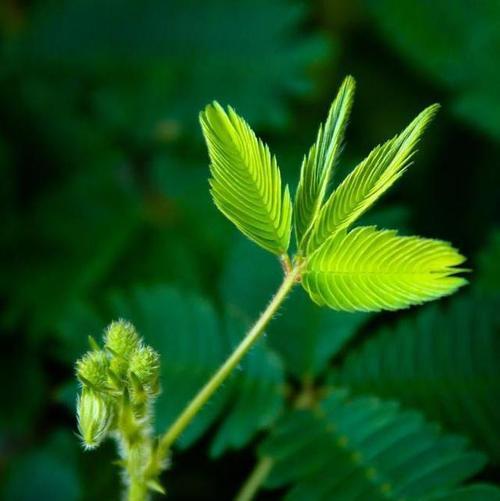 羞怯的花语——探寻含羞草的神秘世界（羞怯）