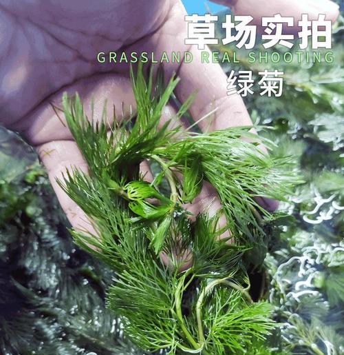 绿菊水草冬季的存活问题（绿菊水草在冬季会不会冻死）