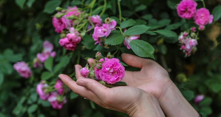 红蔷薇的花语（探索红蔷薇花语的深层含义）