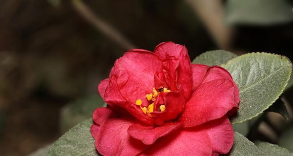 红色山茶花的花语（深入探索红色山茶花的意义与象征）
