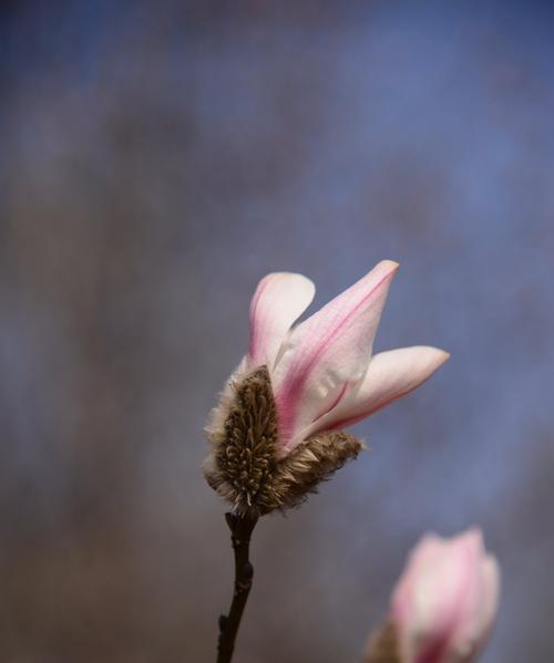 红玉兰花——坚韧和自由的象征（探寻红玉兰花的文化内涵及其在现代社会的启示）