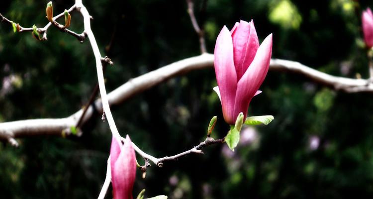 红玉兰花——坚韧和自由的象征（探寻红玉兰花的文化内涵及其在现代社会的启示）