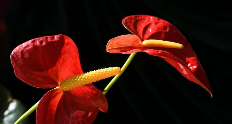 红掌花的花语与寓意（掌握红掌花的花语）