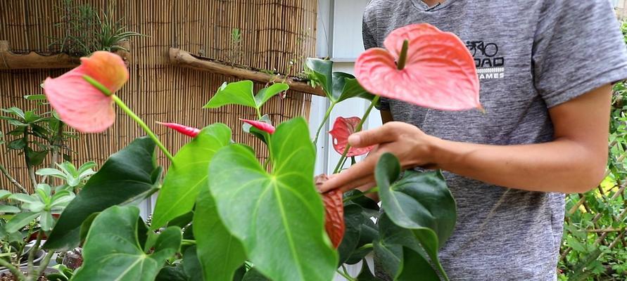 以水培红掌花语，感受自然之美（与红掌花对话）