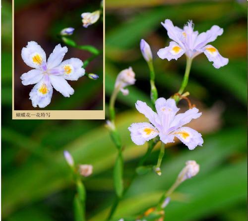 蝴蝶花——美丽与变幻的象征（探寻蝴蝶花的神秘之美）