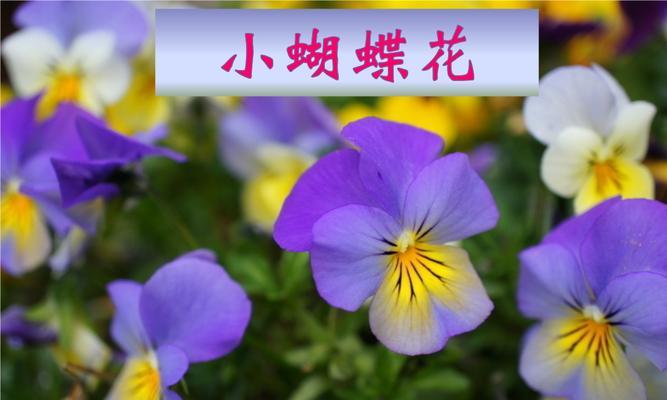 蝴蝶花——美丽与变幻的象征（探寻蝴蝶花的神秘之美）