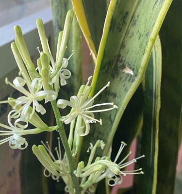 虎皮兰开花的寓意与象征（探究虎皮兰开花的意义）