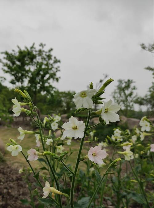 花烟草（一朵独特的花）