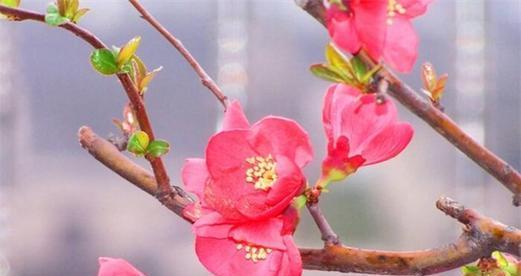 花海中的虐心之花（以花语比较虐心的花种）