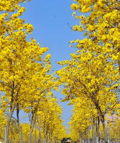 黄风铃花（绽放在阳光下的黄色铃铛）