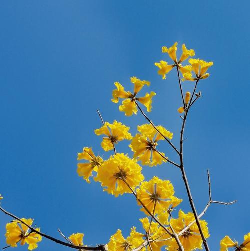 黄花风铃木（探寻黄花风铃木的深层内涵与象征意义）