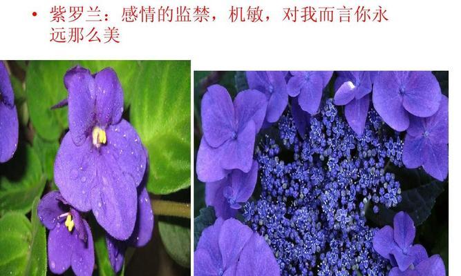 黄色紫罗兰花语（探索黄色紫罗兰的花语与内涵）