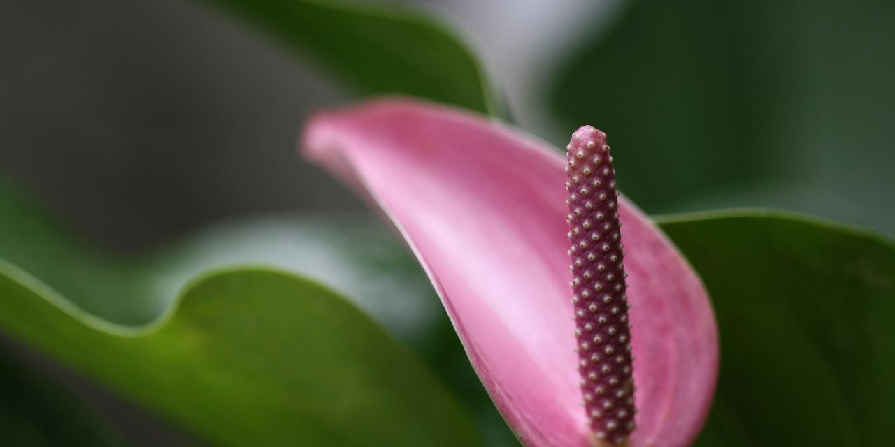 以火鹤花象征着的寓意（探索花朵背后的隐含哲学）