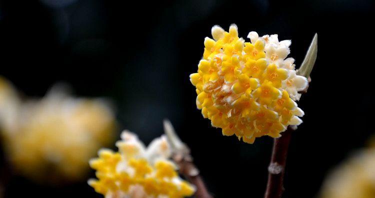 香花的寓意与风水之道（探究香花的象征意义与风水作用）