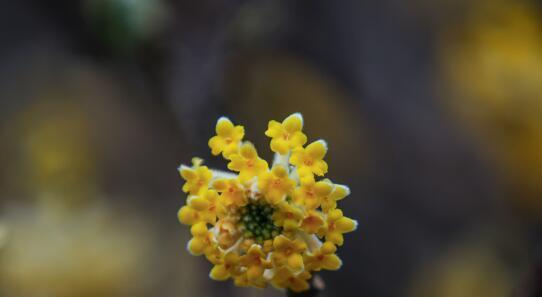 以结香花语，传递深情与祝福（绽放于时间长河中的美丽语言）