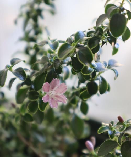 金边六月雪花语（探寻金边六月雪花的神秘魅力）