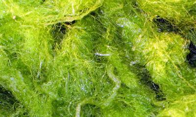 绿藻是否为低等植物（探寻绿藻的地位和特点）