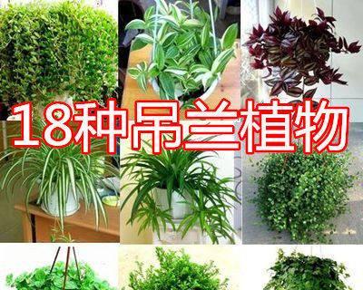 绿植佛珠的神奇吸甲醛功效（通过绿植佛珠）