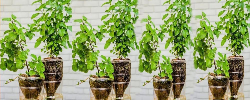 盆栽植物浇可乐，真的可行吗（探究绿植能否承受碳酸饮料的“熬煎”）