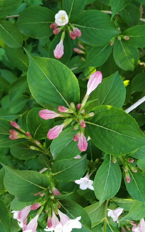 锦带花的花语及其象征意义（传递爱与祝福的锦带花）