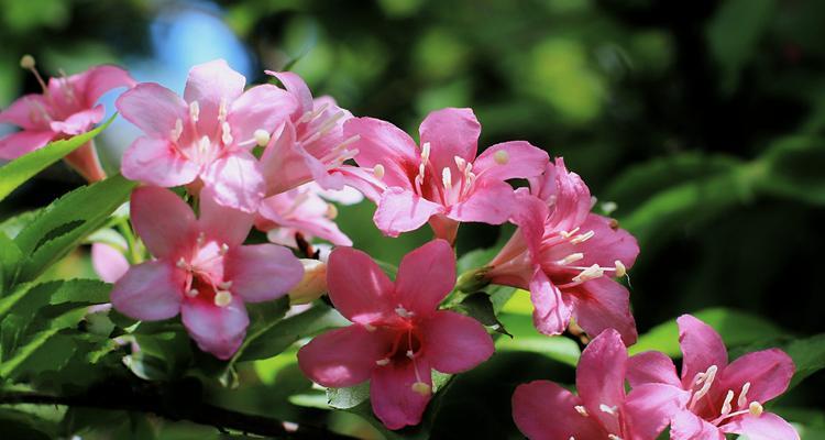 锦带花的花语及其象征意义（传递爱与祝福的锦带花）