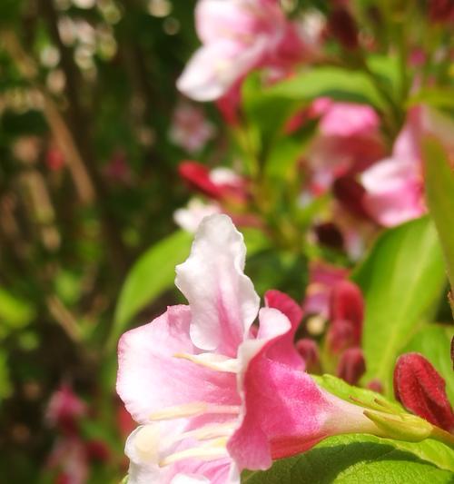 锦带花的花语与文化背景（传承千年的锦带花艺之美）