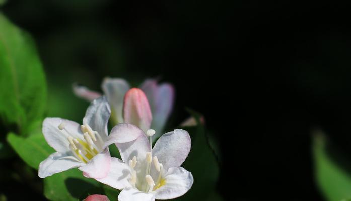 以锦带花花语的含义与象征（探索锦带花背后的深刻意义）