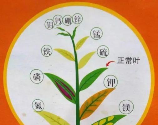 绿钻植物烂叶子的原因及处理方法（遇到烂叶子）