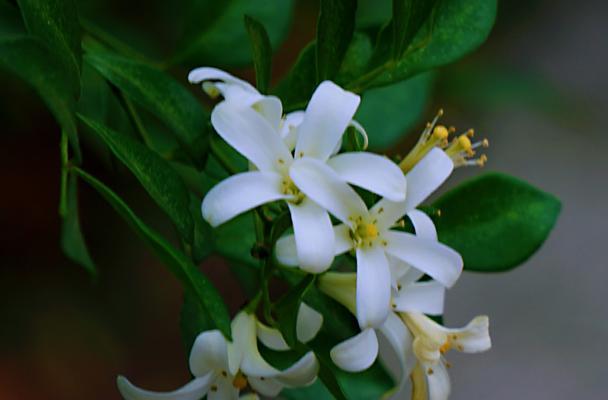 九里香花语，传递美好愿望（寄托情感的九里香）