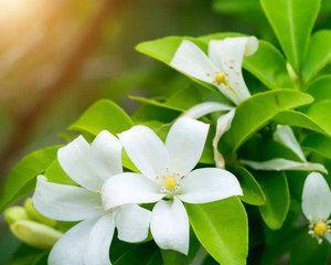 九里香花语与寓意（花开花落）