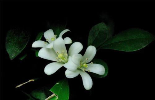 九里香花语与寓意（花开花落）