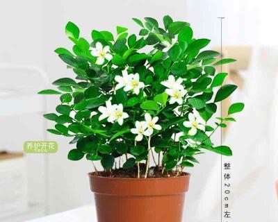 九里香花语与寓意（花开花落）